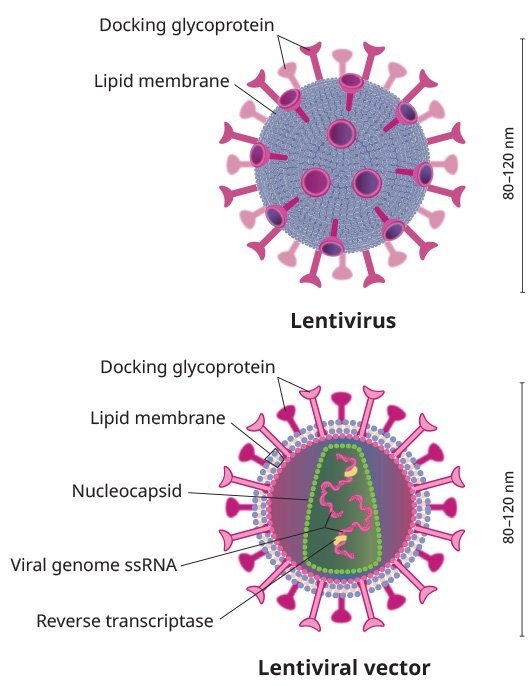 UQ Med Ed In GEN Euity Science Lentivirus