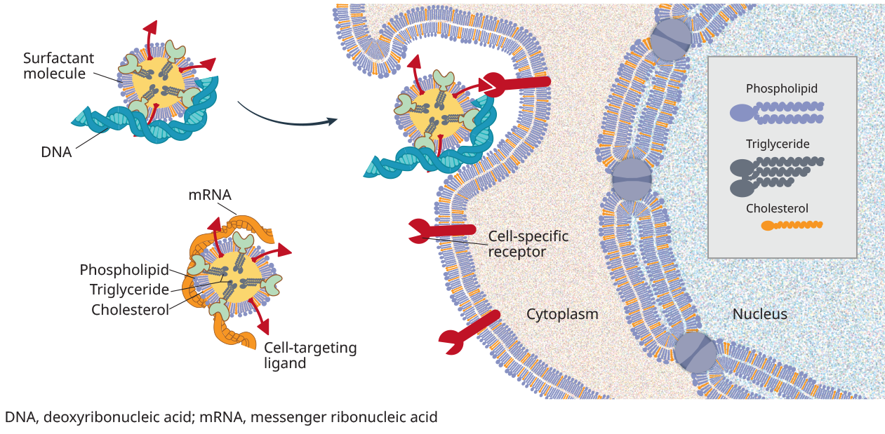 UQ Med Ed In GEN Euity Science Lipid based R2 072121