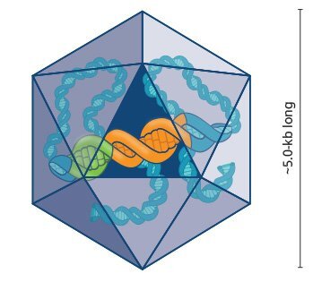 UQ Med Ed In GEN Euity Science Vector with gene cassette sized