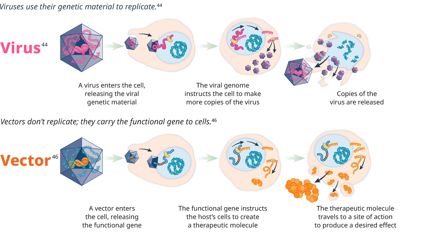 UQ Med Ed In GEN Euity Science Virus vs Vector R1