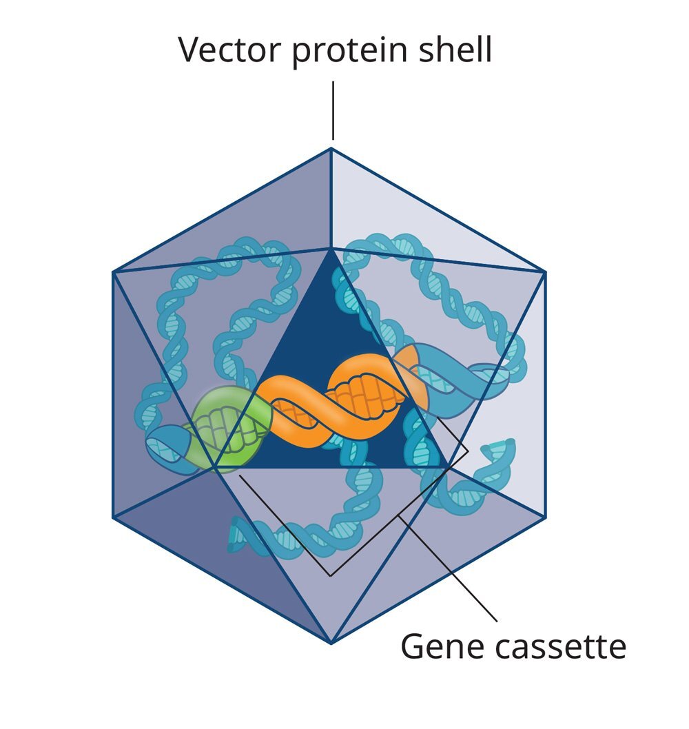 UQ Med Ed In GEN Euity Technology Vector with gene cassette