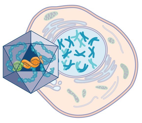 UQ Med Ed in GEN Euity About Generic Euk Cell R0 092420