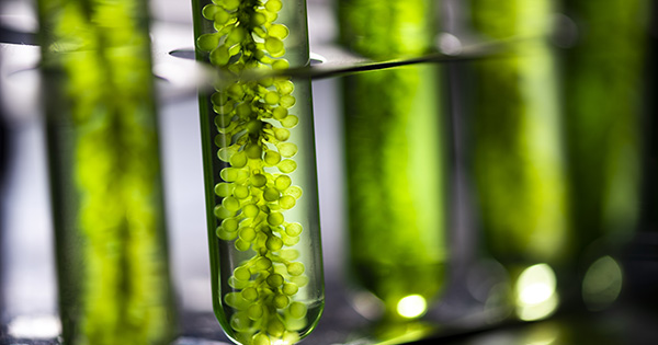 Alternative Proteins from Ingredient Trend to Strategic Infrastructure