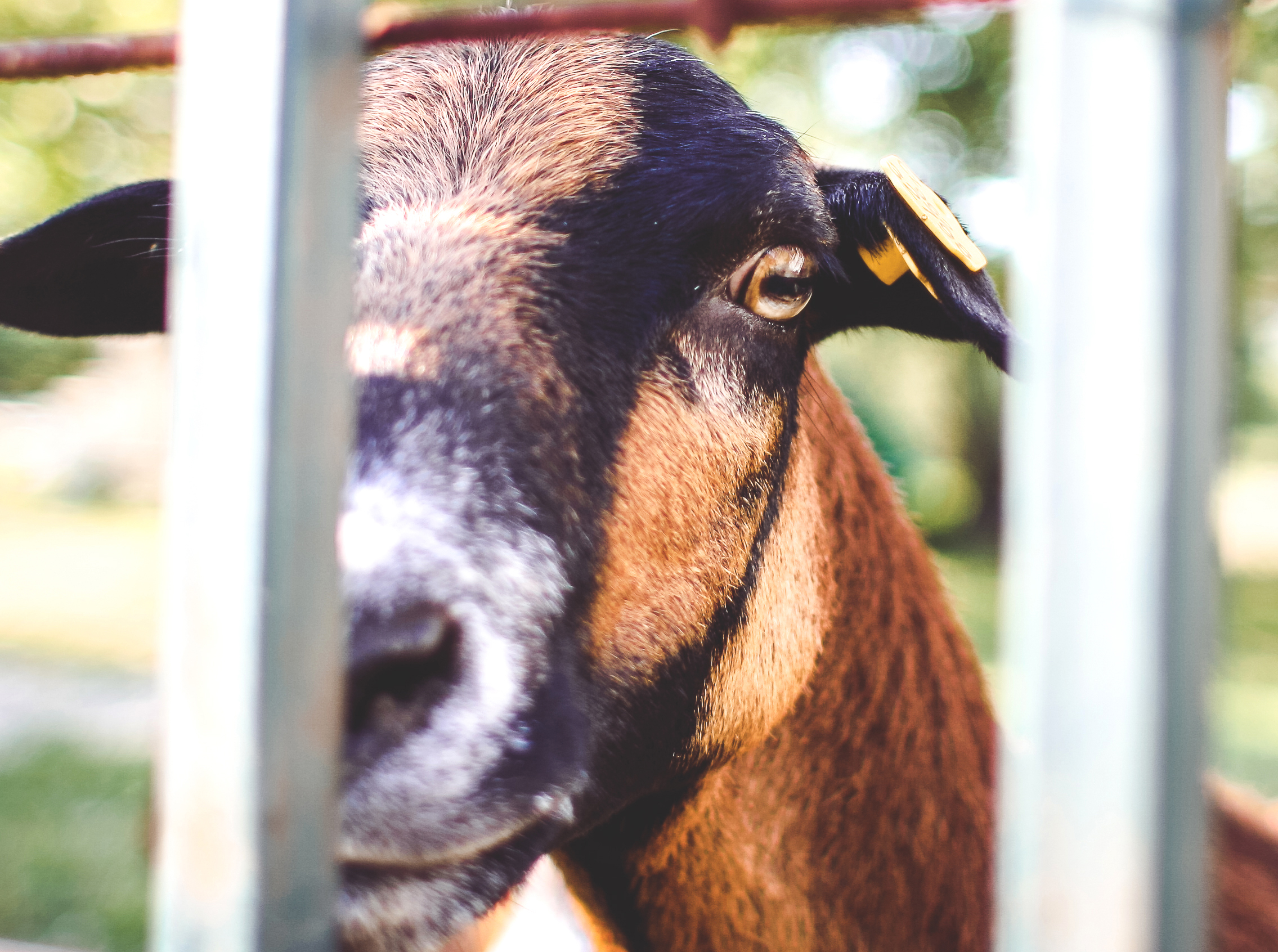 Goat Looking Over The Fence