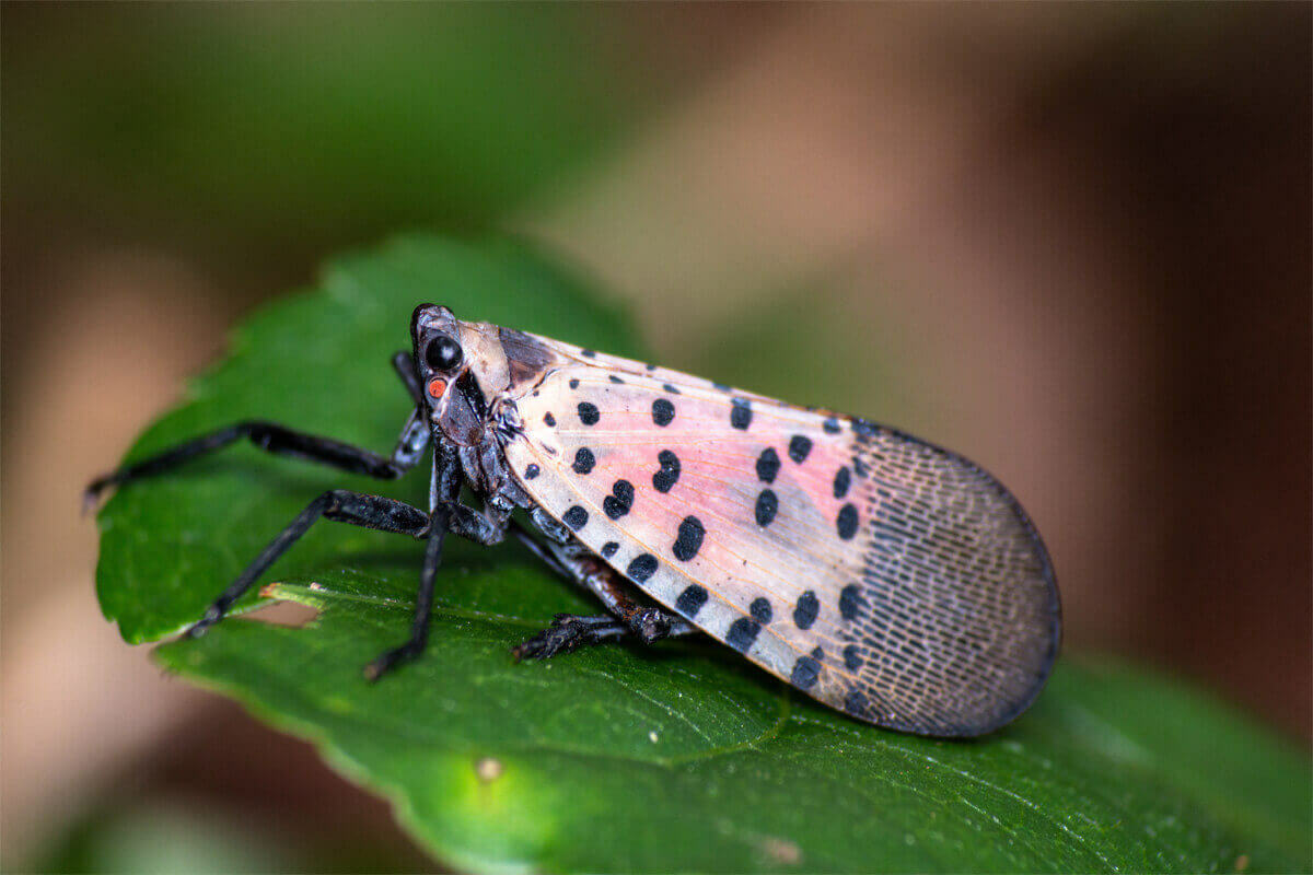 Spotted Lanternfly sitting on a leaf