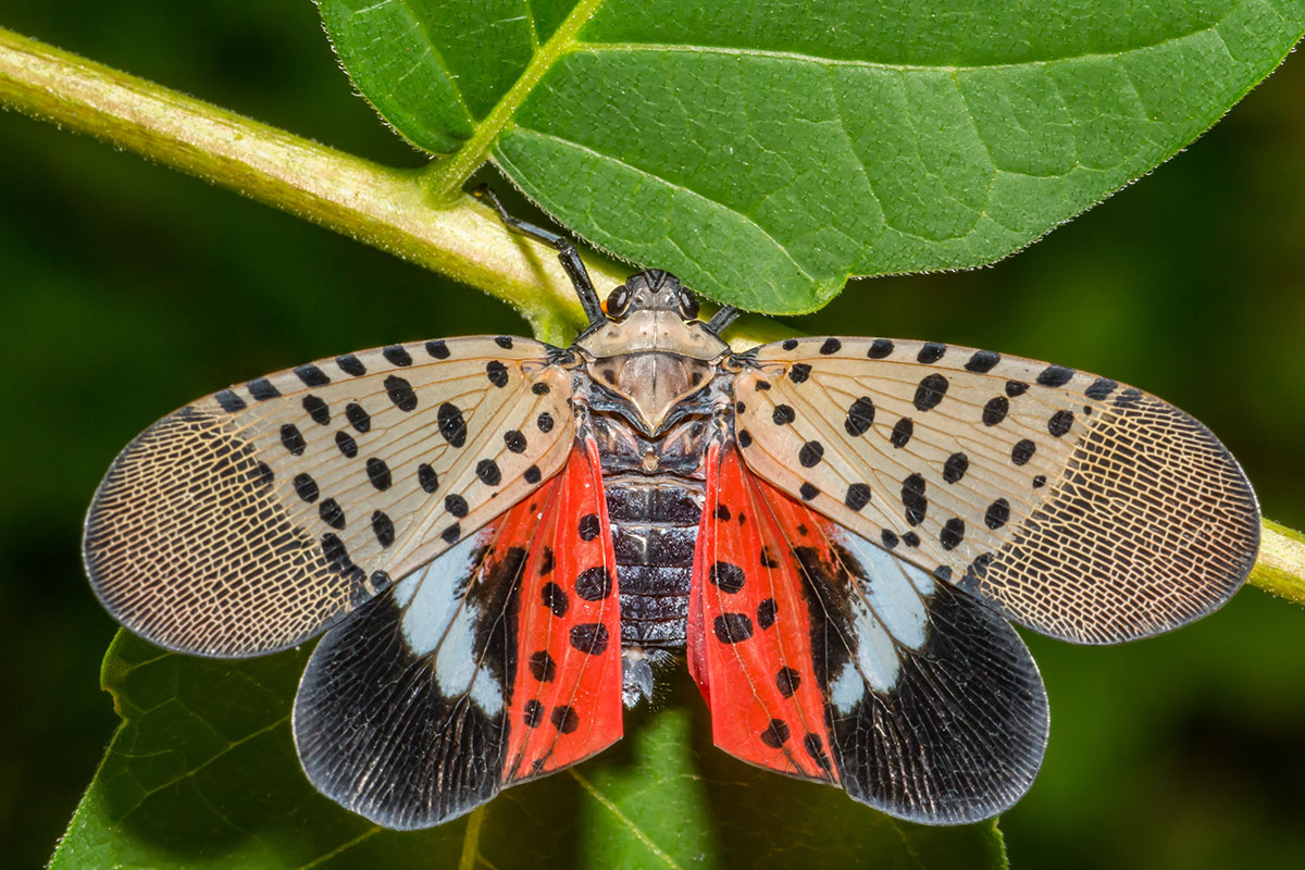 Spotted Lanternfly with wings open
