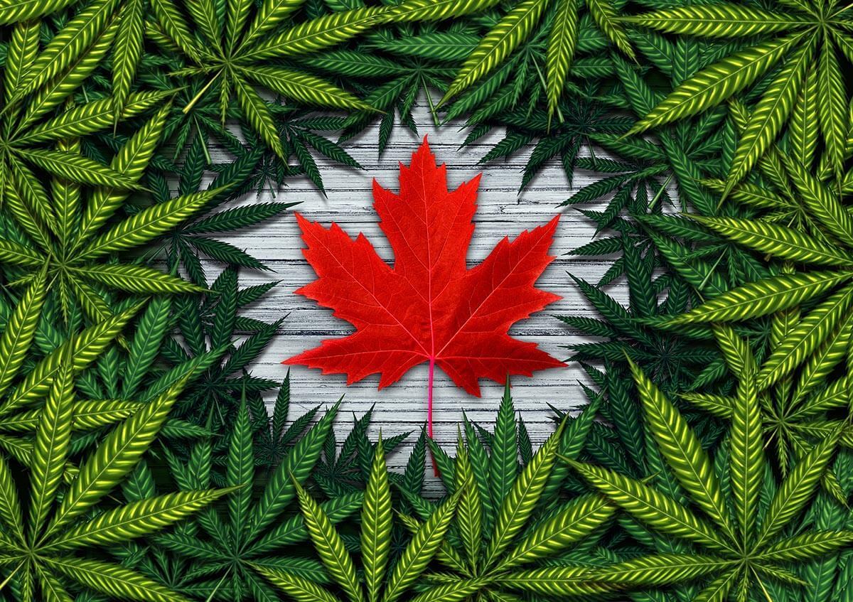 illustration showing the red canadian maple leaf in the middle of green marijuana leaves