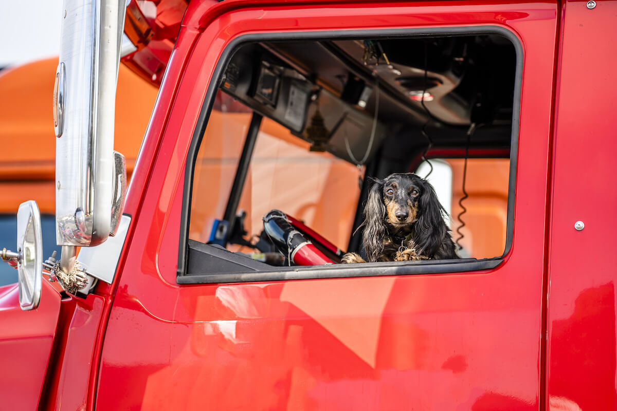 Dog looking out the drivers side window of a truck