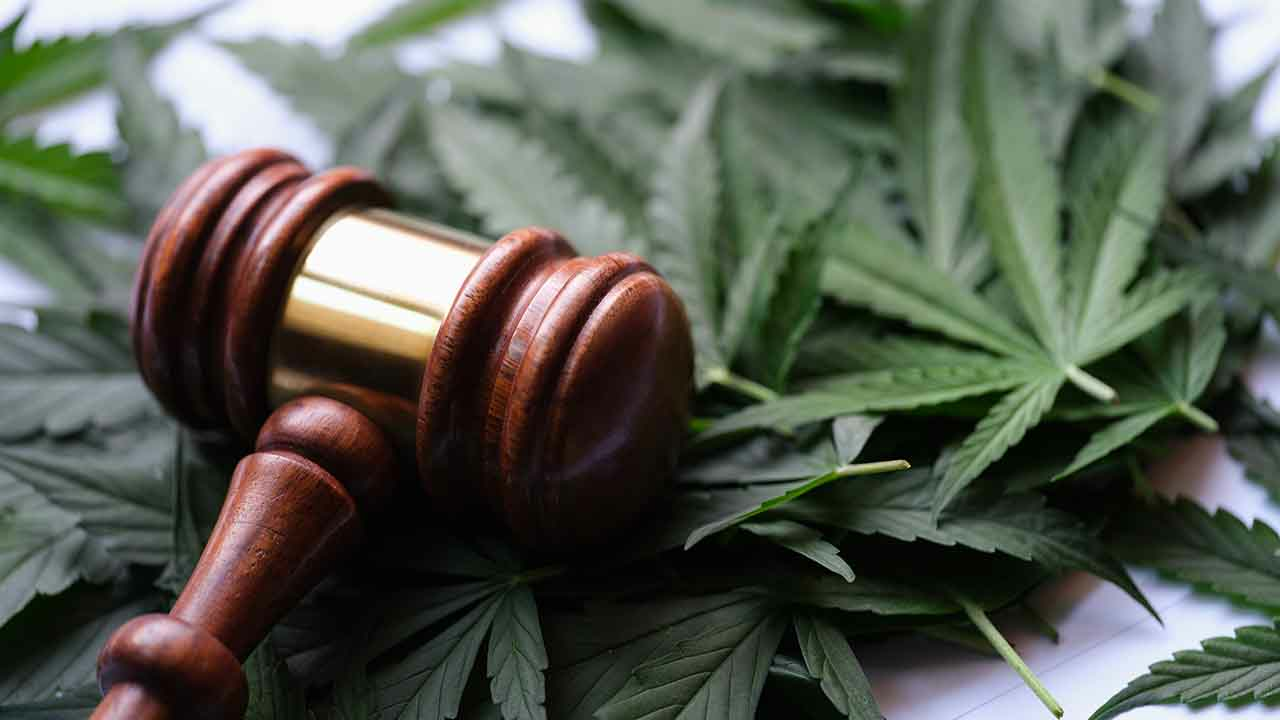 Gavel sitting on top of marijuana leaves