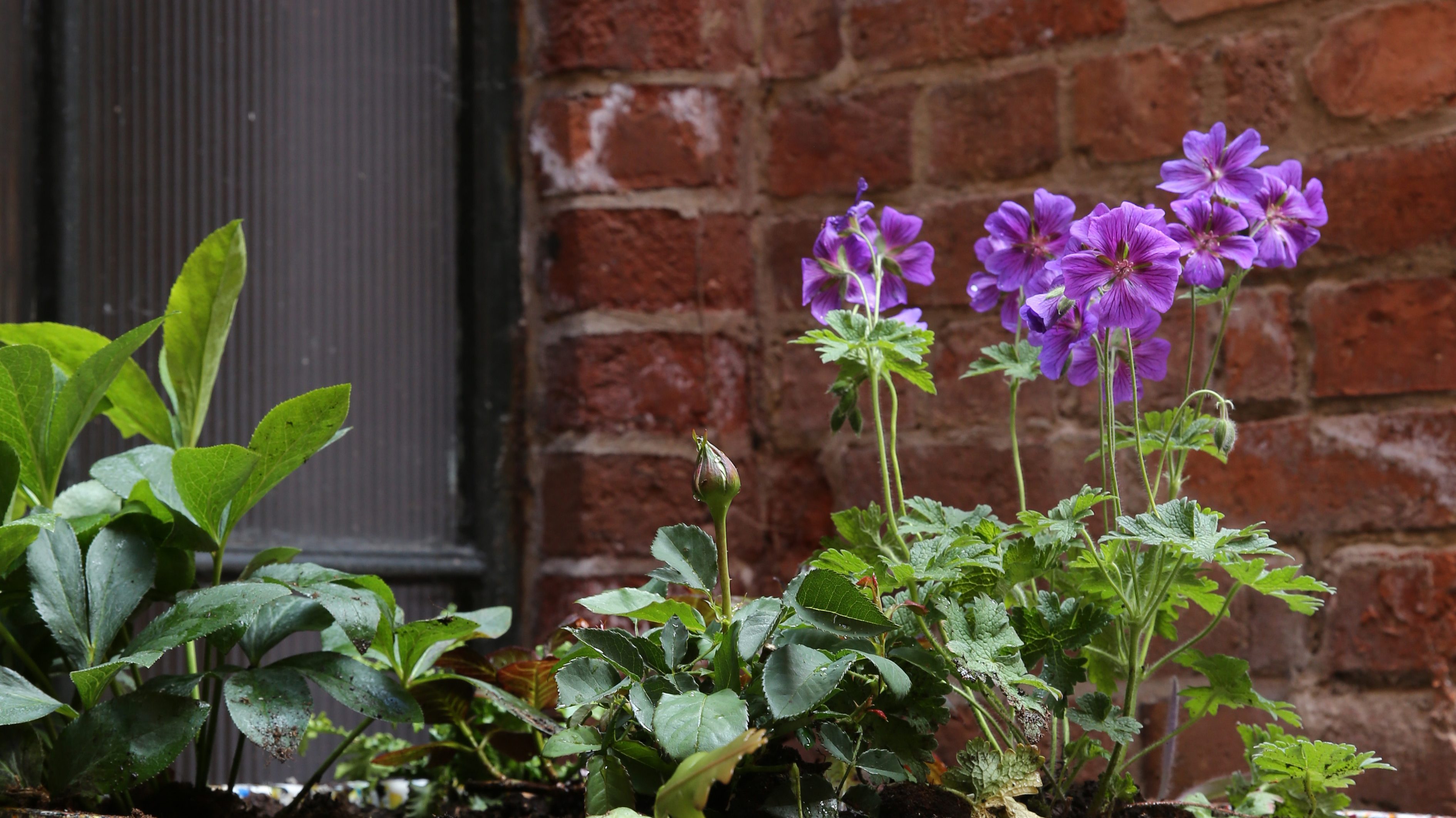 Flowers in plant pot at Adams Campus