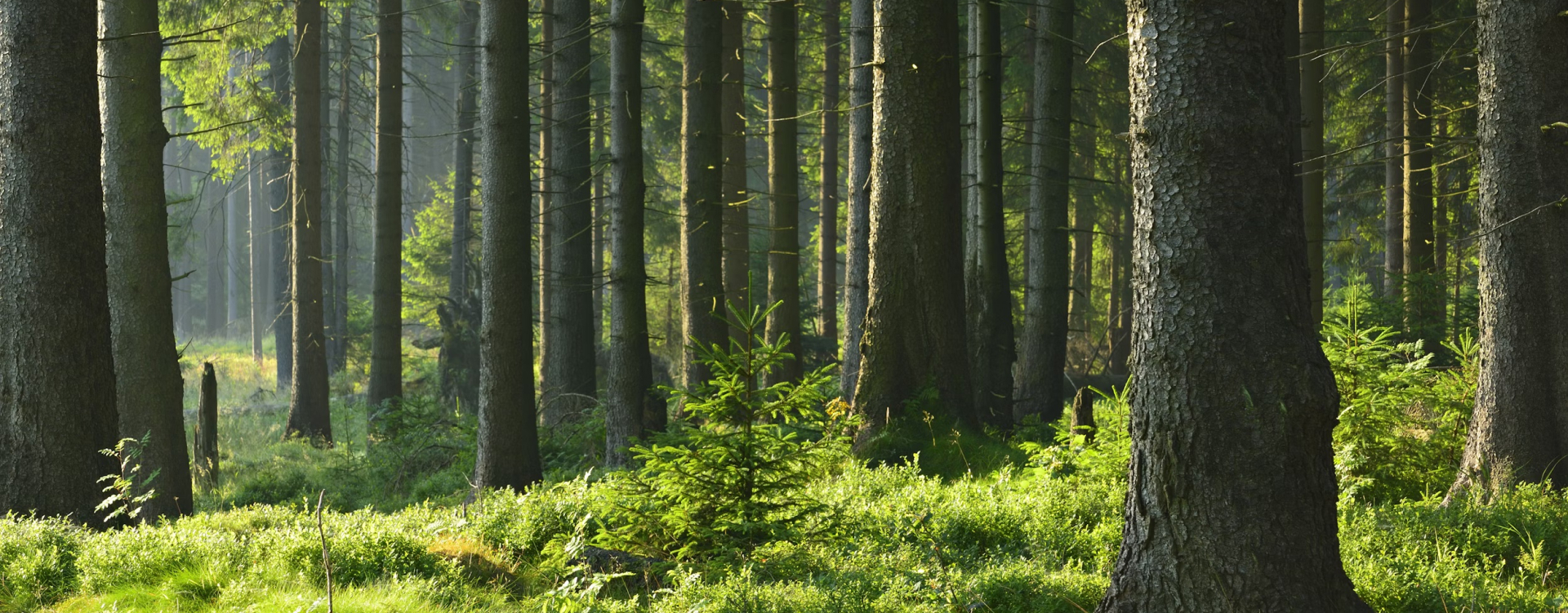 Trees in a dense green forest