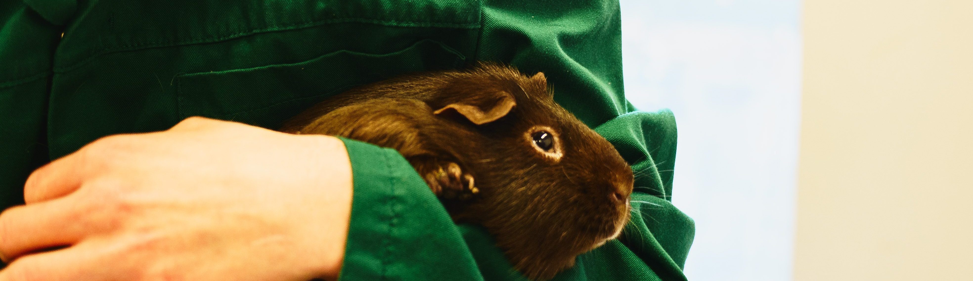 Student holding a guinea pig