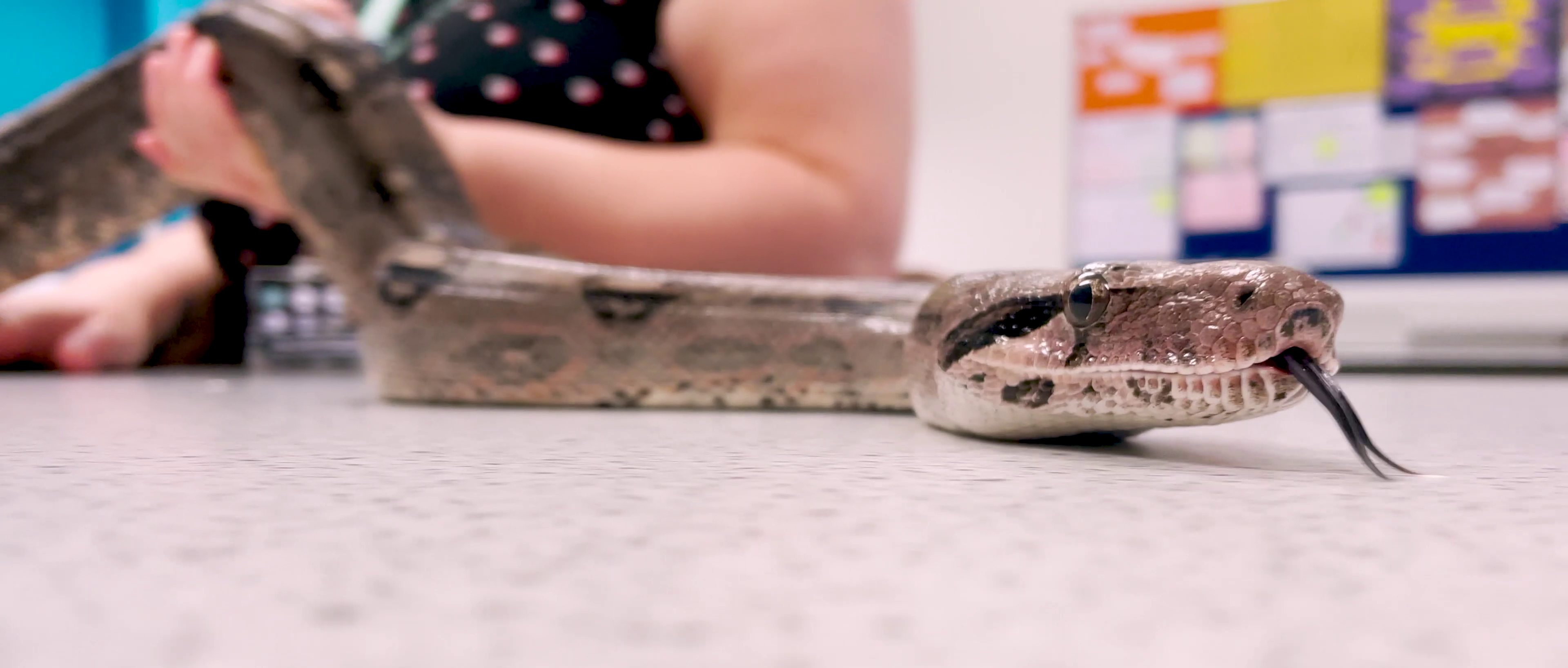 Tutor looking after a snake