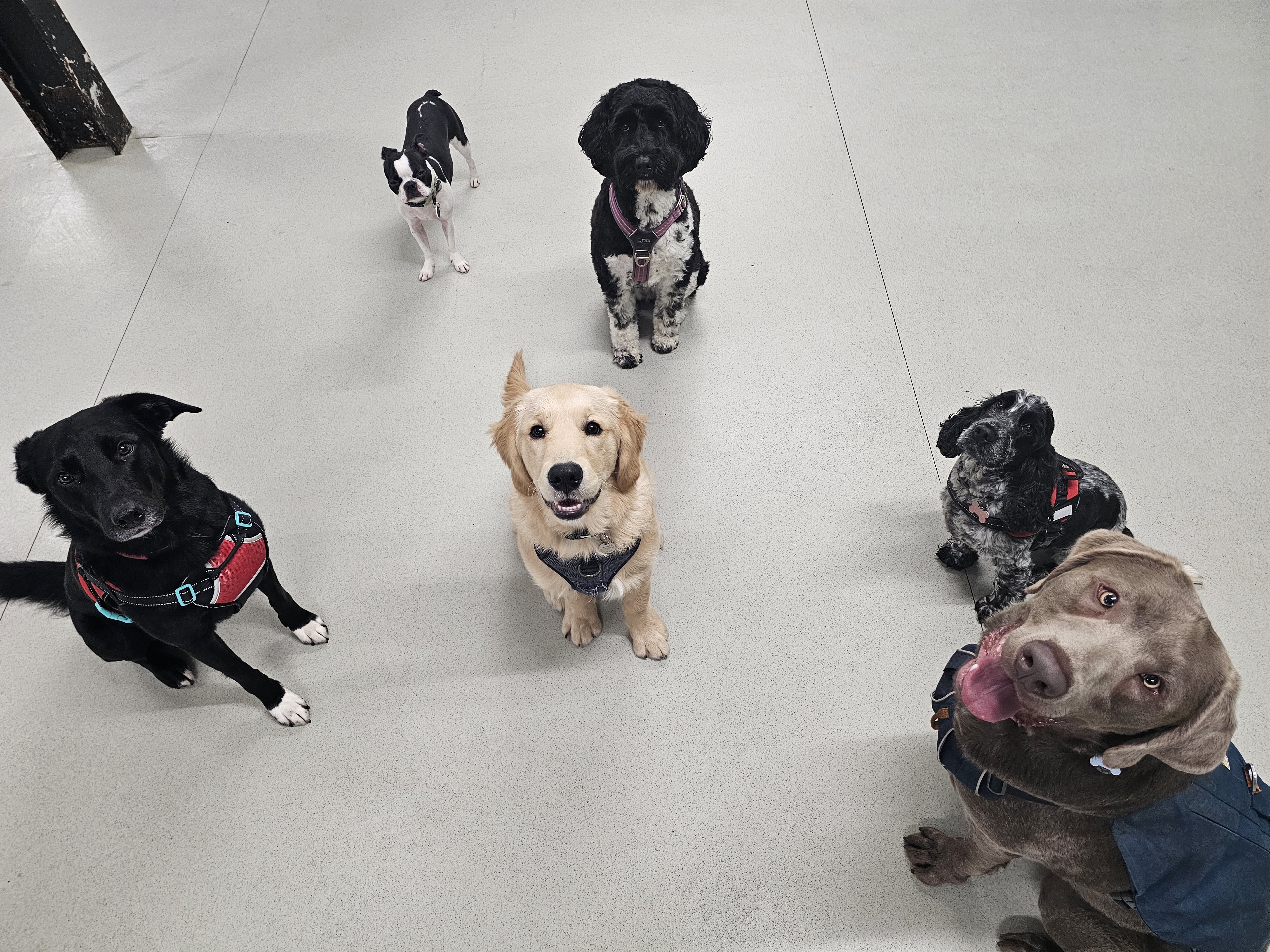 Dogs at Build a Bond daycare