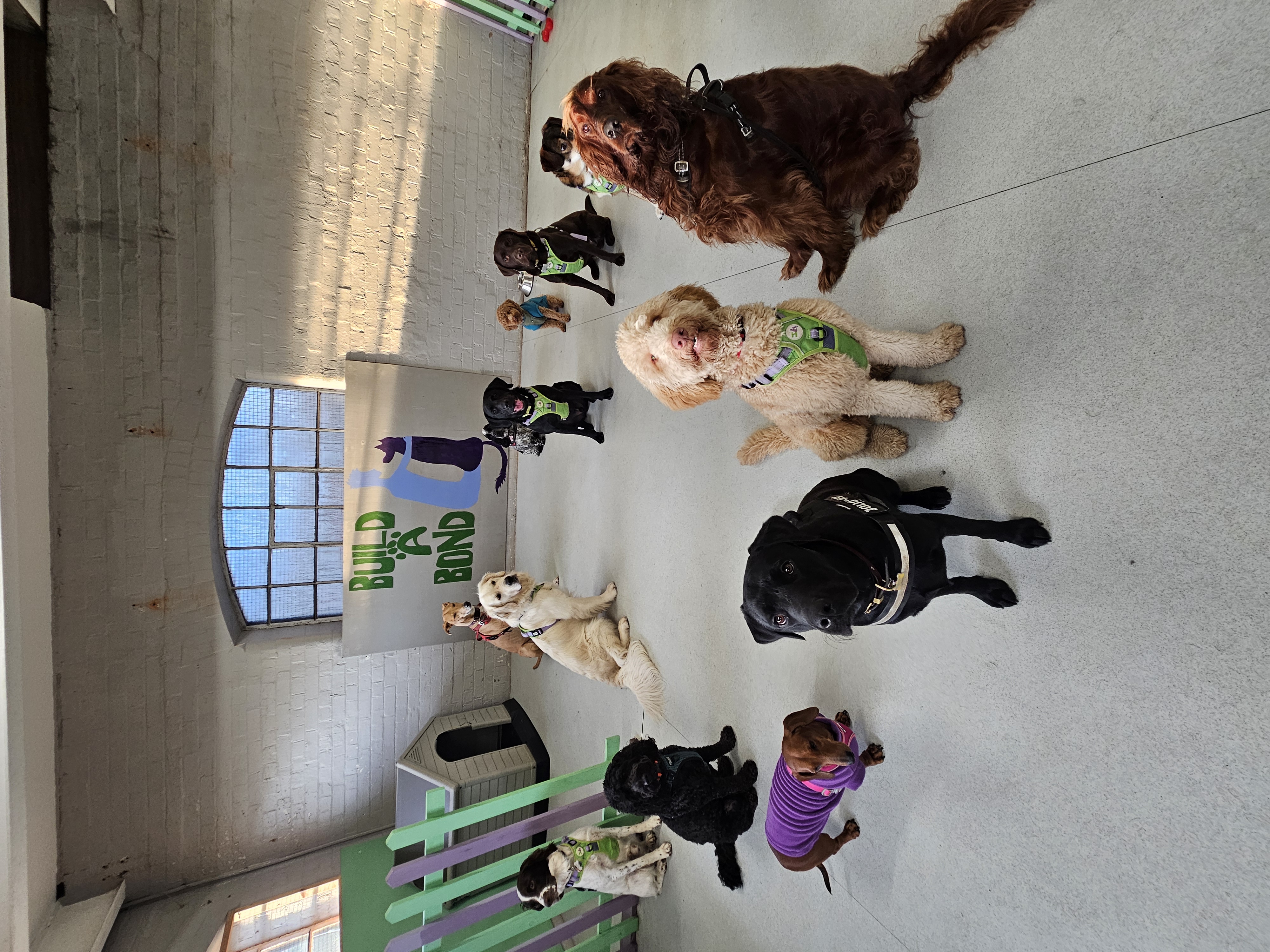 Dogs at Build and Bond daycare