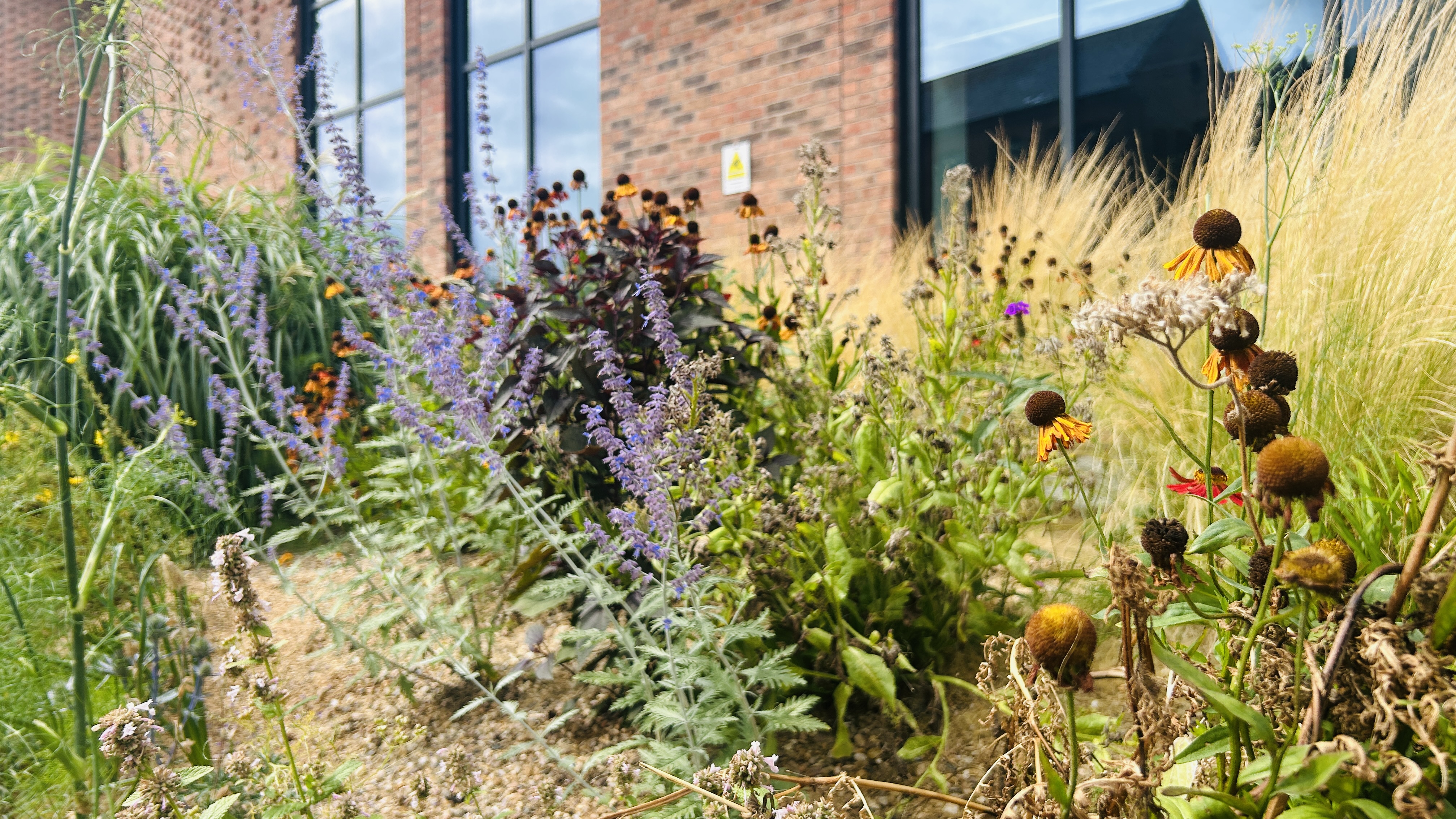 Flowers planted outside Nottingham College City Hub Campus