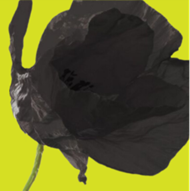 Black poppy