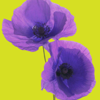 Purple poppy
