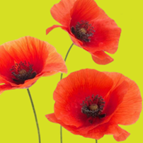 Red Poppy