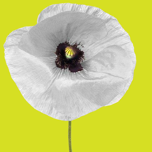 White poppy