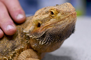 A bearded dragon
