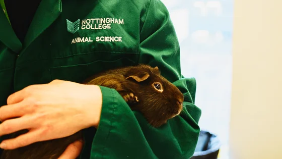 A student holding a guinea pig
