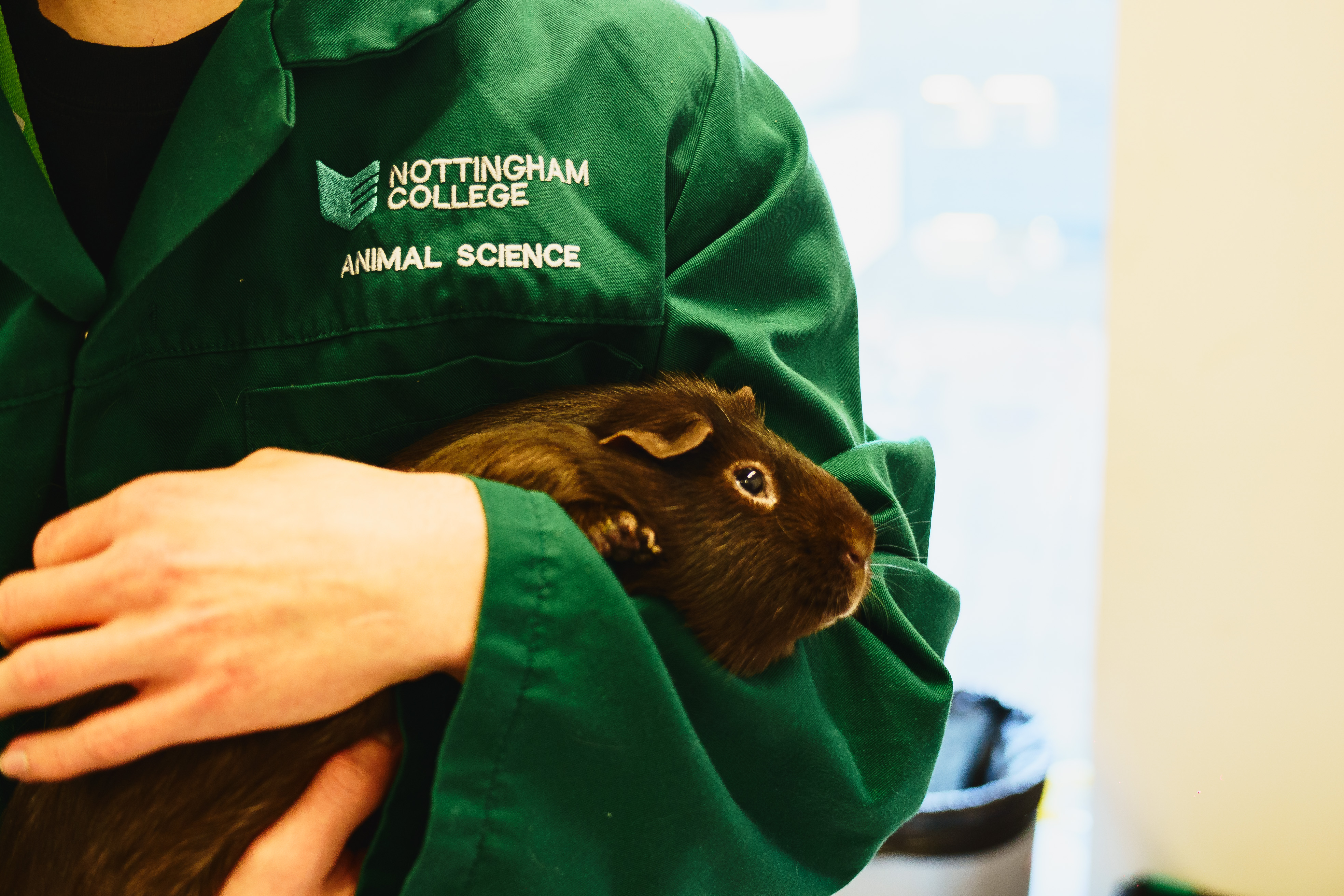 A student holding a guinea pig
