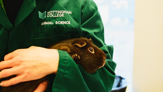 A student holding a guinea pig