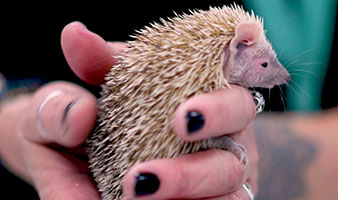 A student holding a hedgehog