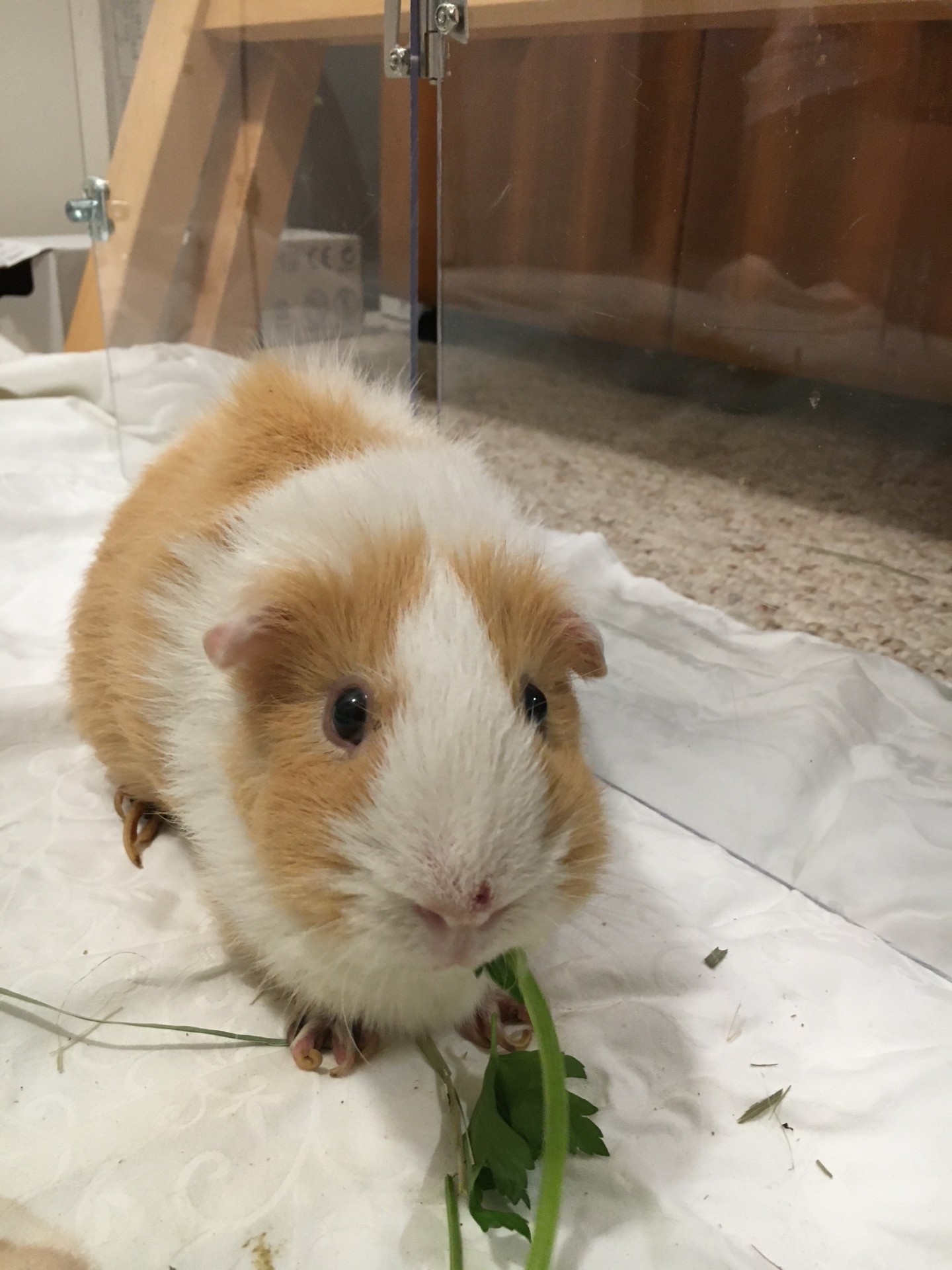 Gary the Guinea Pig: A white and brown guinea pig on a white tablecloth on the floor eating vegetables!