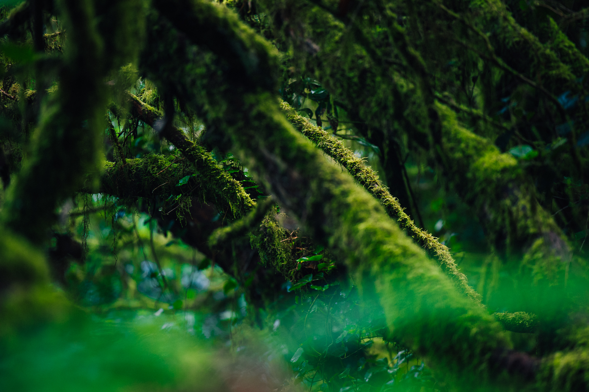 IN Jungle Textures Details LR 21