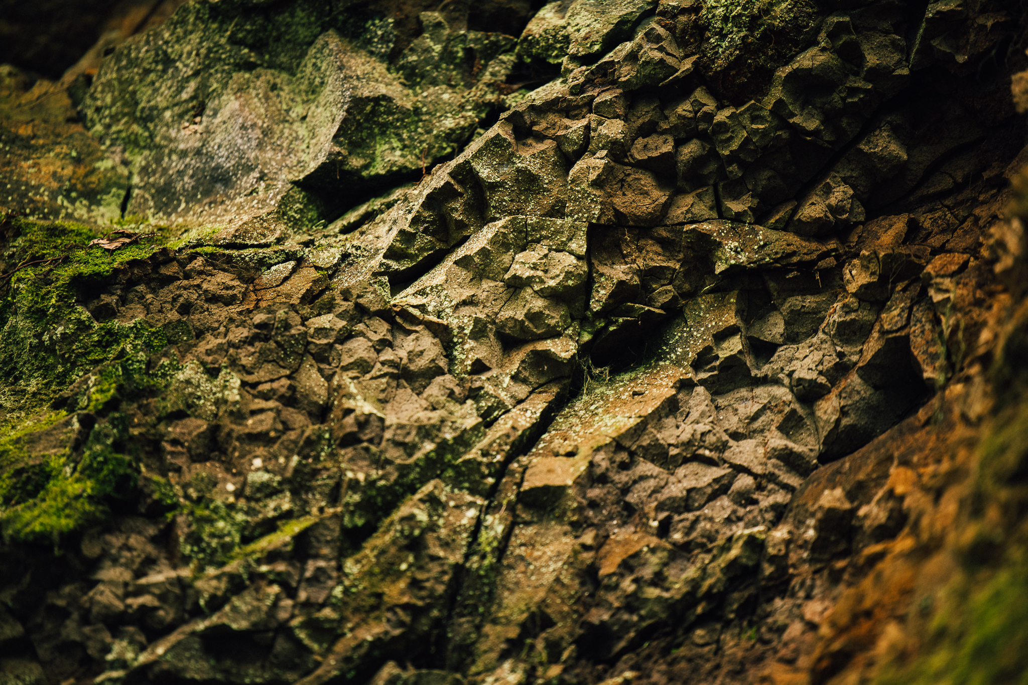 IN Jungle Textures Details LR 29