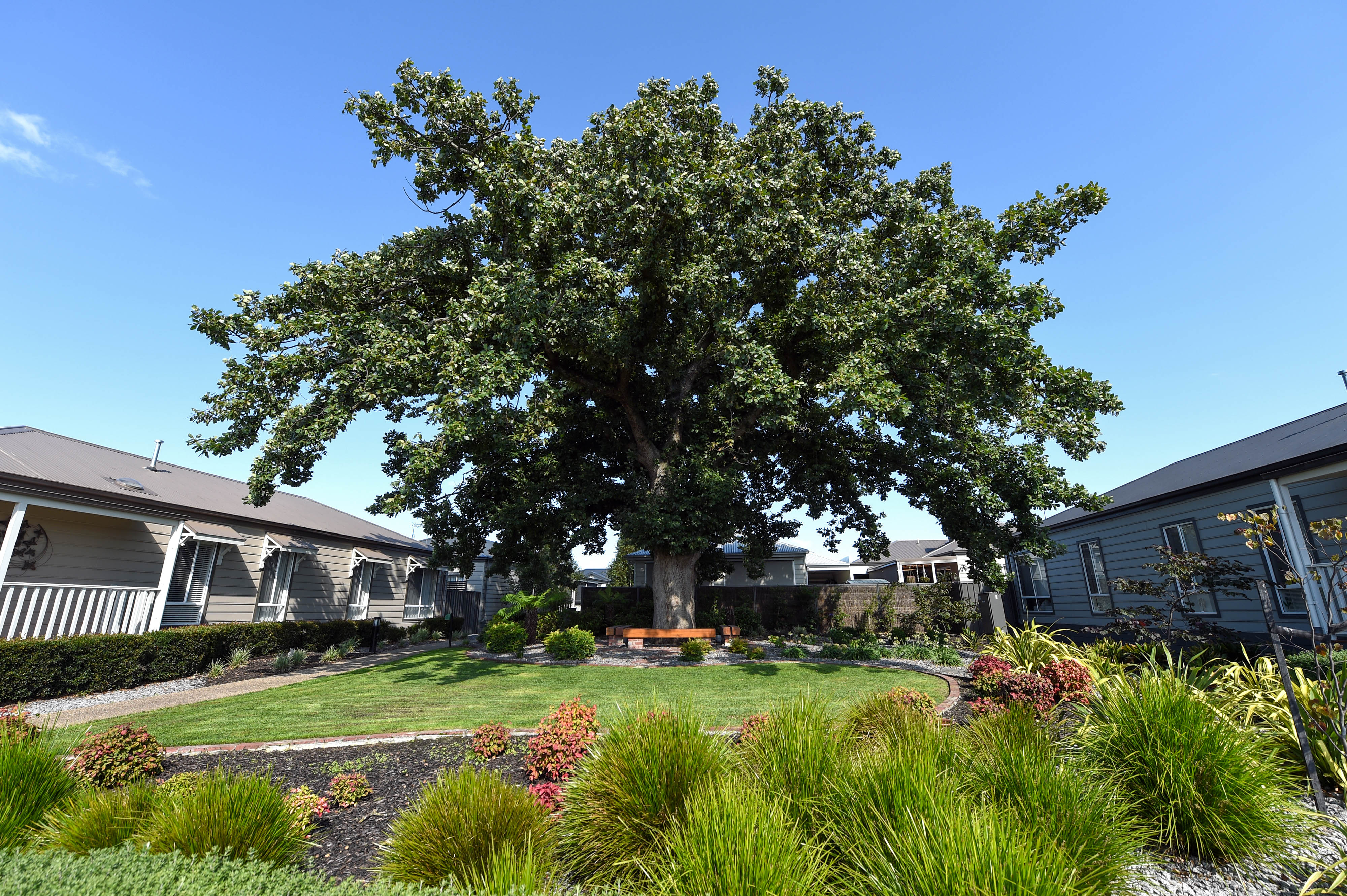 Wide view of Lifestyle Officer streetscape showing houses and gardens.