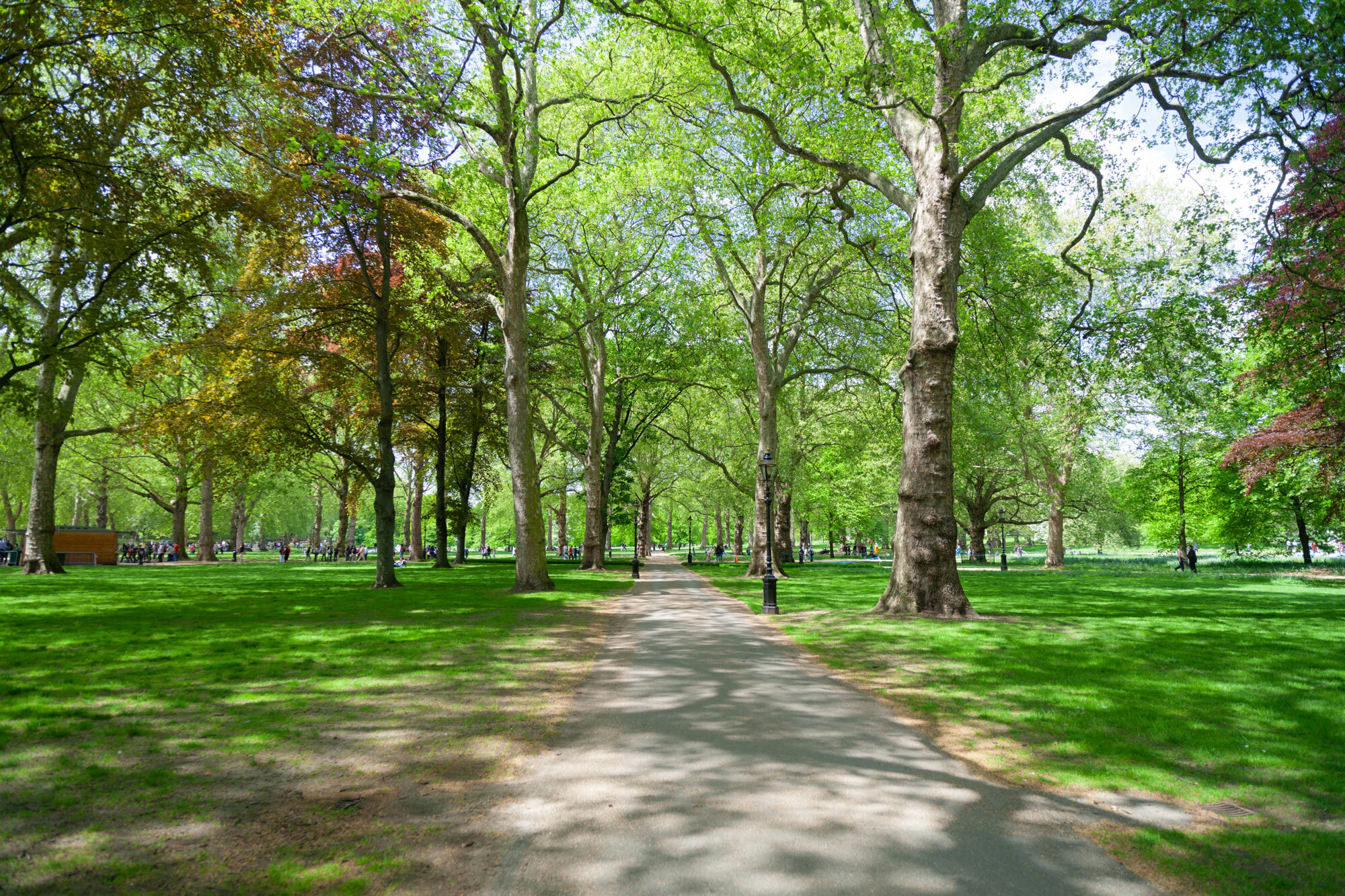 A bright park view with path and multiple trees.