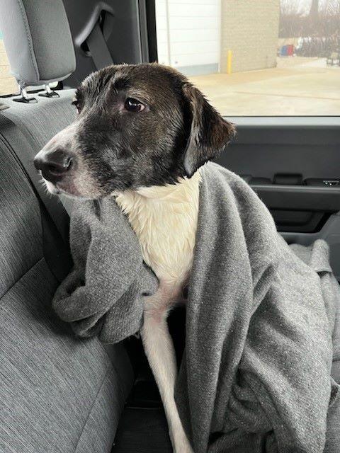 A black and white dog sits covered in a blanket in a Coast Guard vehicle.