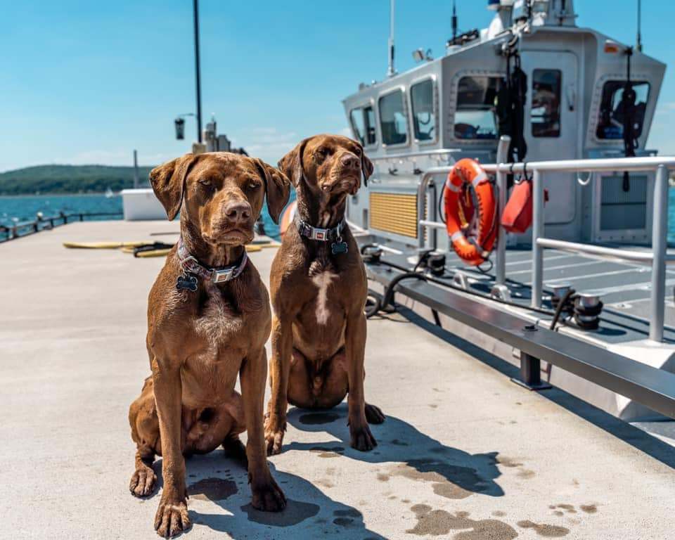 Two dogs on a pier near a boat.
