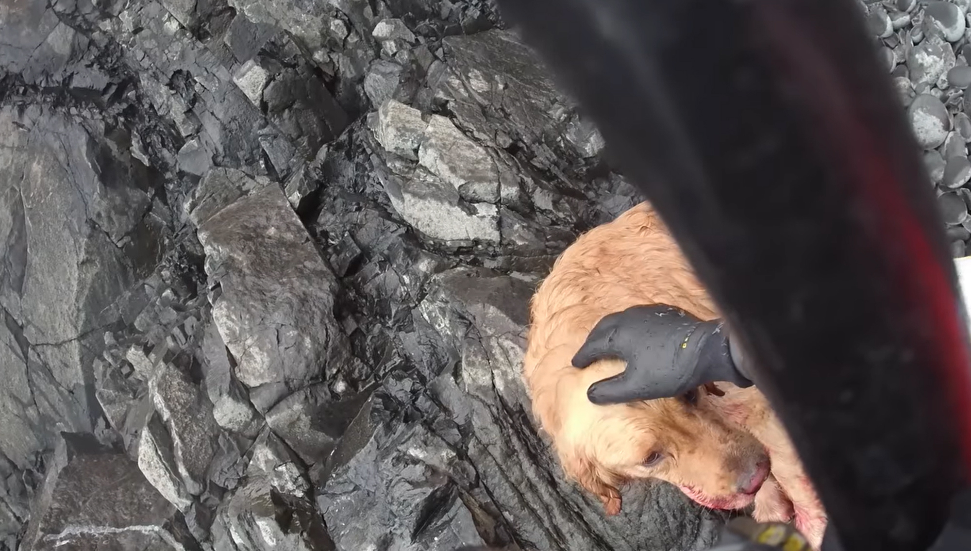 Coast guard oregon leo golden retriever rescue
