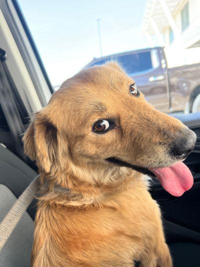 A yellow dog.