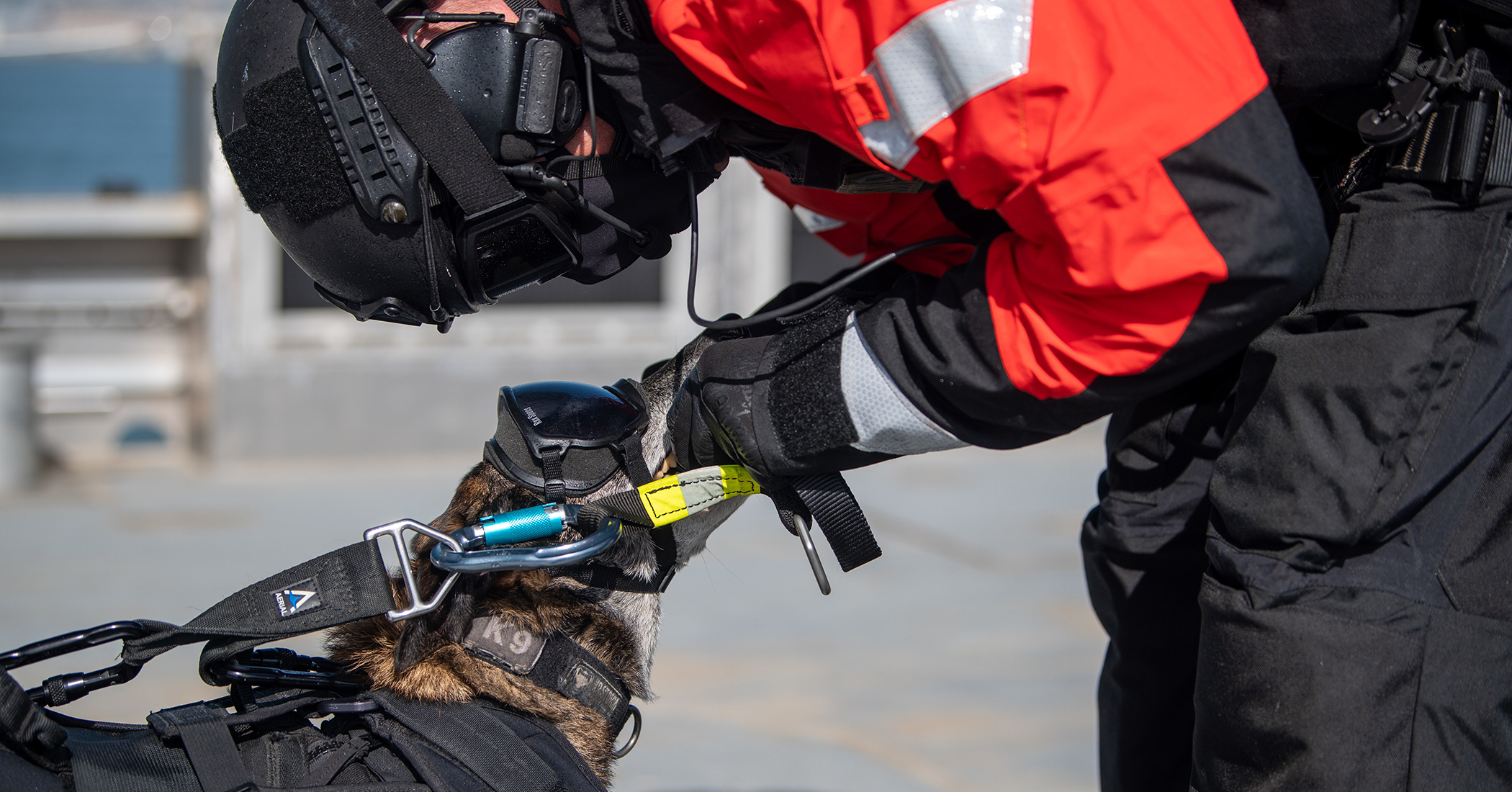 K9 webstory 2 2100x1100