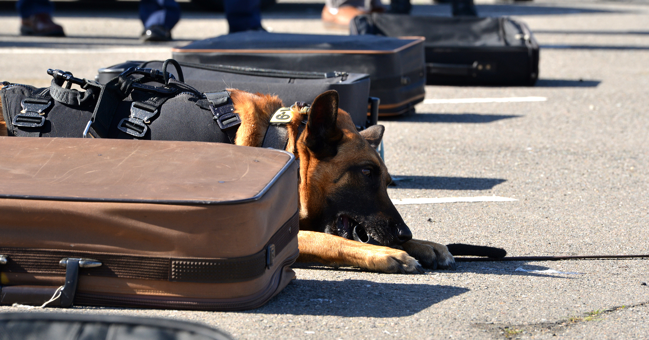 K9 webstory 3 2100x1100